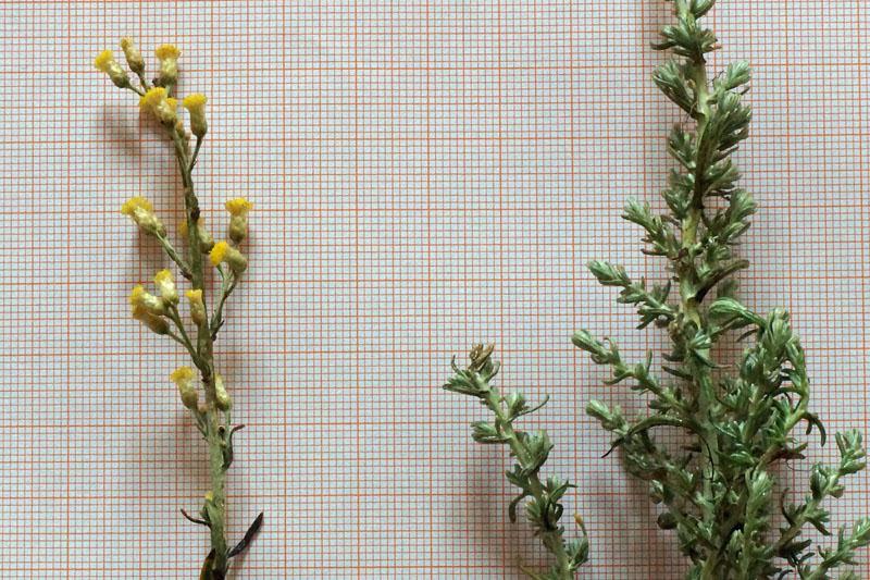 Helichrysum italicum subsp. tyrrhenicum / Perpetuini d''Italia